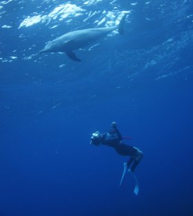 御蔵島ツアーのイルカ